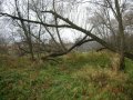 Konary drzew - Międzywale rzeki Wisła