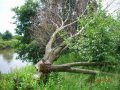 Konary drzew - Międzywale rzeki Wisły